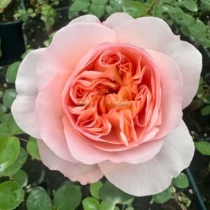 Phoebe Rose plant丨Flower Gardens