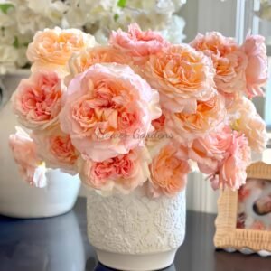 Princess Holly's Hope Rose for sale丨Flower Gardens