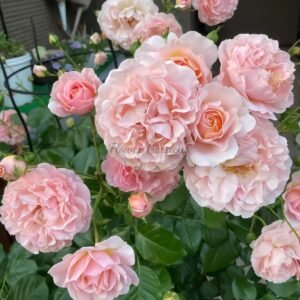 Psyche Rose for sale丨Flower Gardens