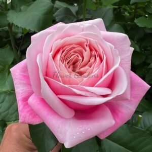 Rehab Rose丨Flower Gardens