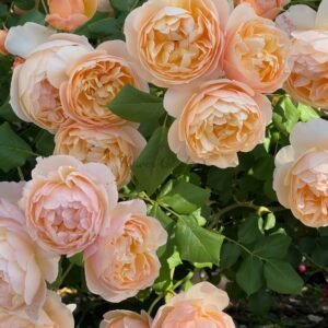 Roald Dahl Rose for sale丨Flower Gardens