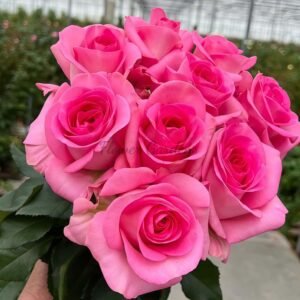 Satisfyer Rose丨Flower Gardens