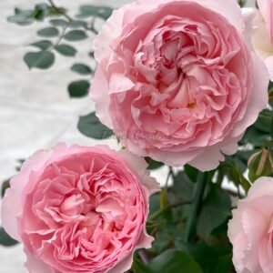 ShiQing Rose for sale丨Flower Gardens
