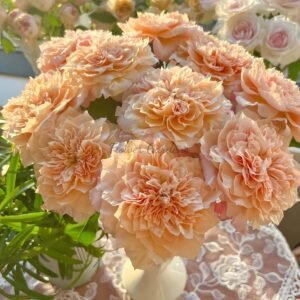 Sweet Mikoto Rose丨Flower Gardens