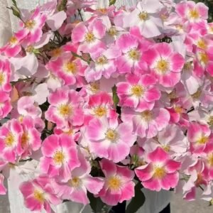 Taohuaying Rose for sale丨Flower Gardens