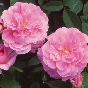 The Mayflower Rose丨Flower Gardens