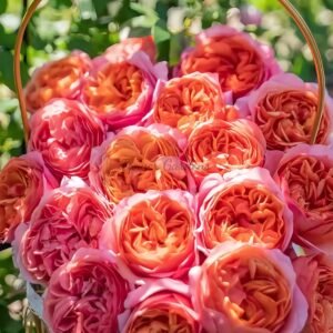 xing chen Rose丨Flower Gardens