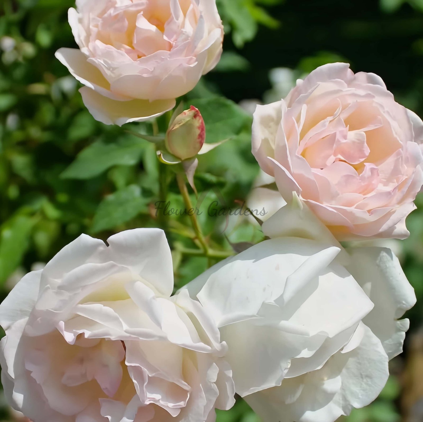 Madame Joseph Schwartz Rose丨Flower Gardens