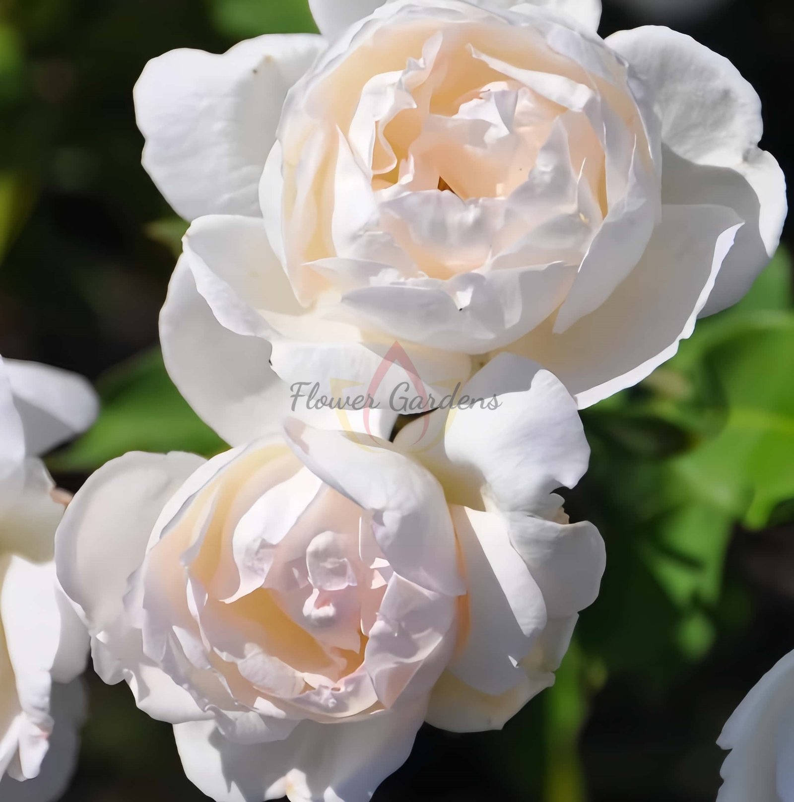 Madame Joseph Schwartz Rose for sale丨Flower Gardens