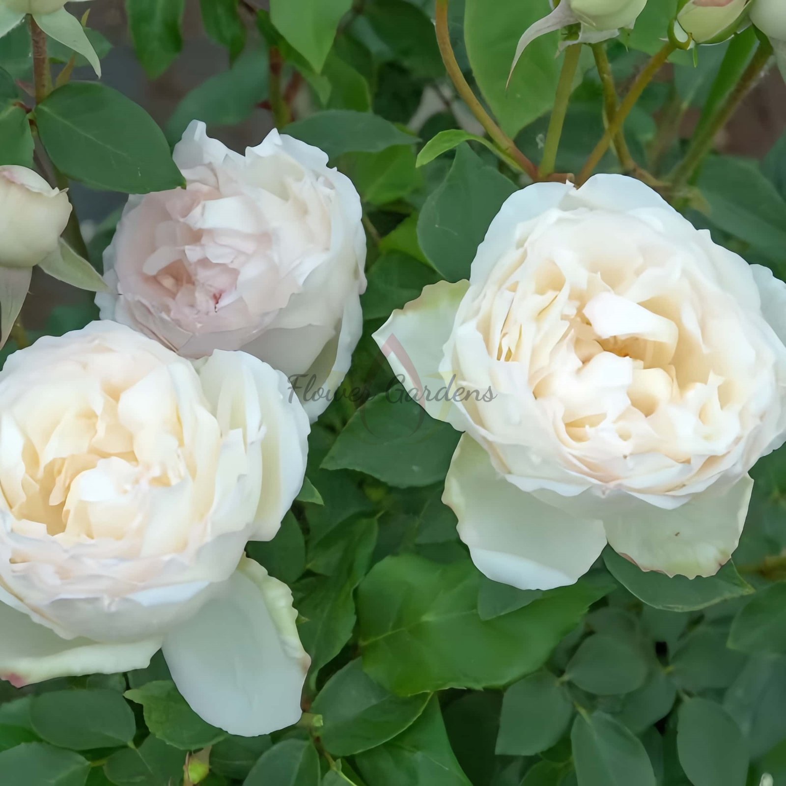 Madame Joseph Schwartz Rose丨Flower Gardens