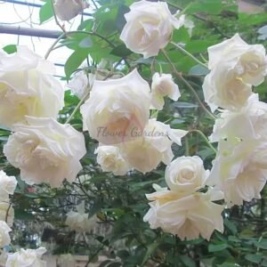 Madame Joseph Schwartz Rose plant丨Flower Gardens
