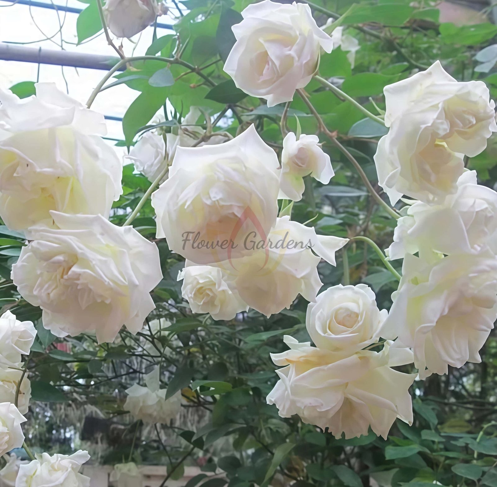 Madame Joseph Schwartz Rose plant丨Flower Gardens