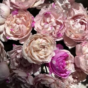 Marble Parfait Rose丨Flower Gardens