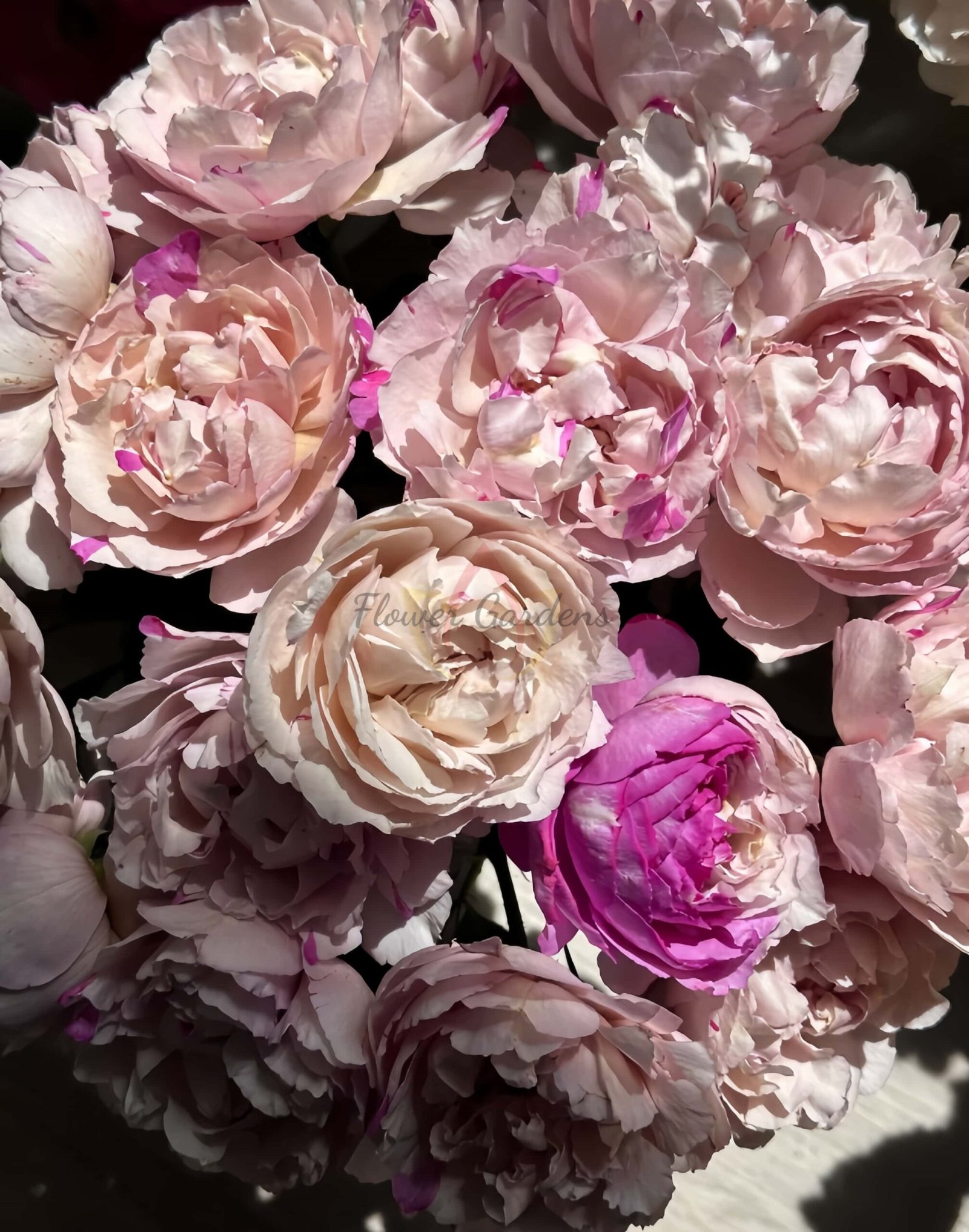 Marble Parfait Rose丨Flower Gardens