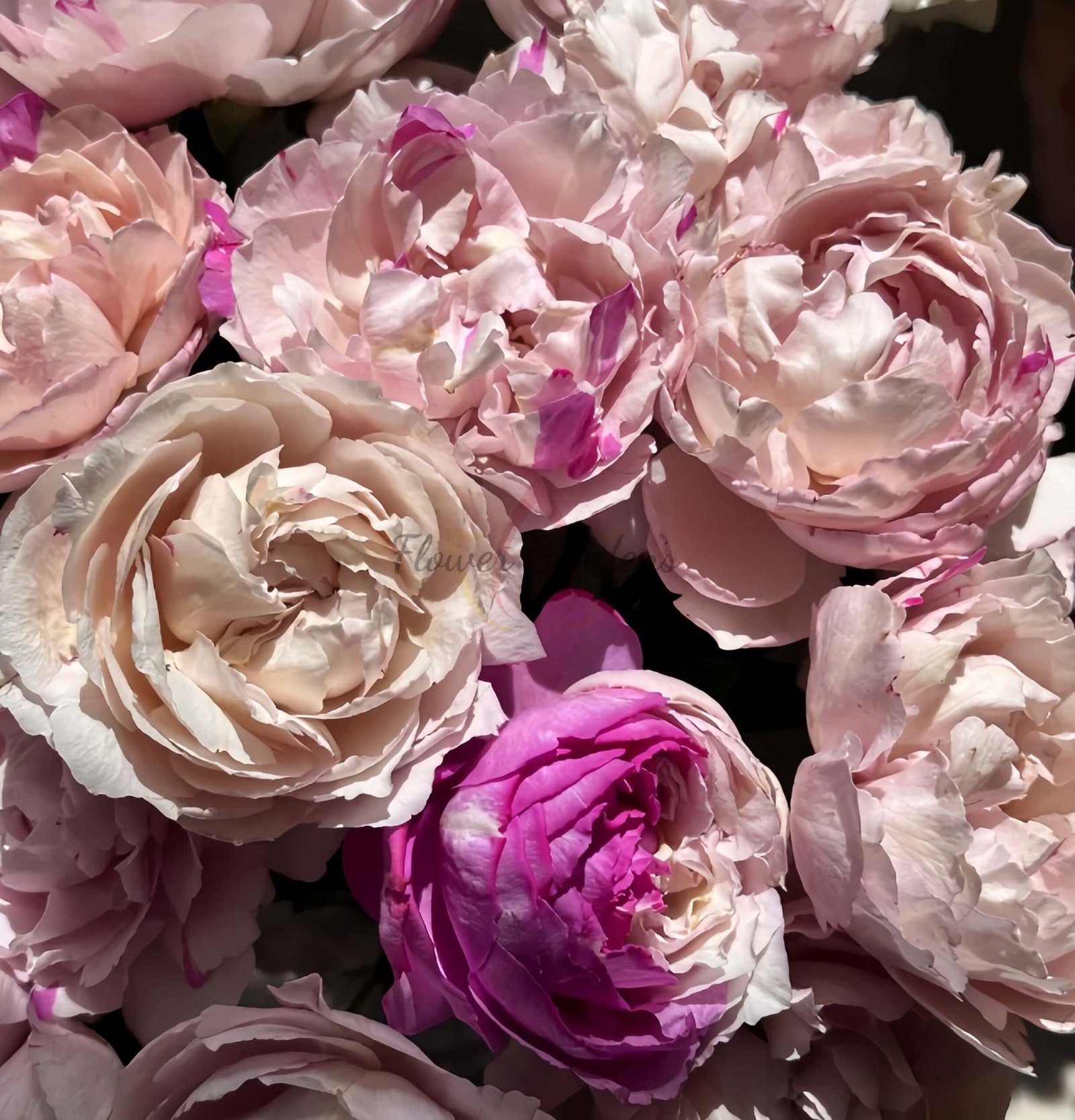 Marble Parfait Rose for sale丨Flower Gardens