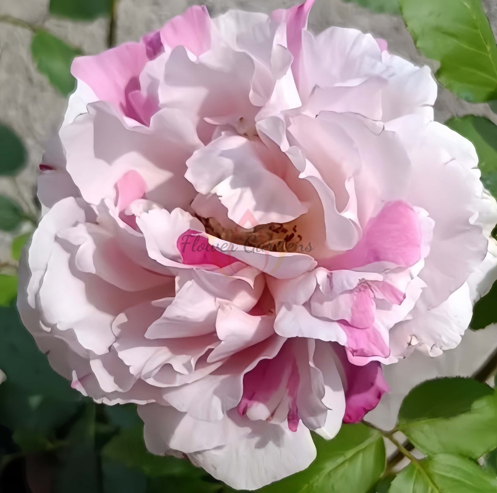 Marble Parfait Rose丨Flower Gardens