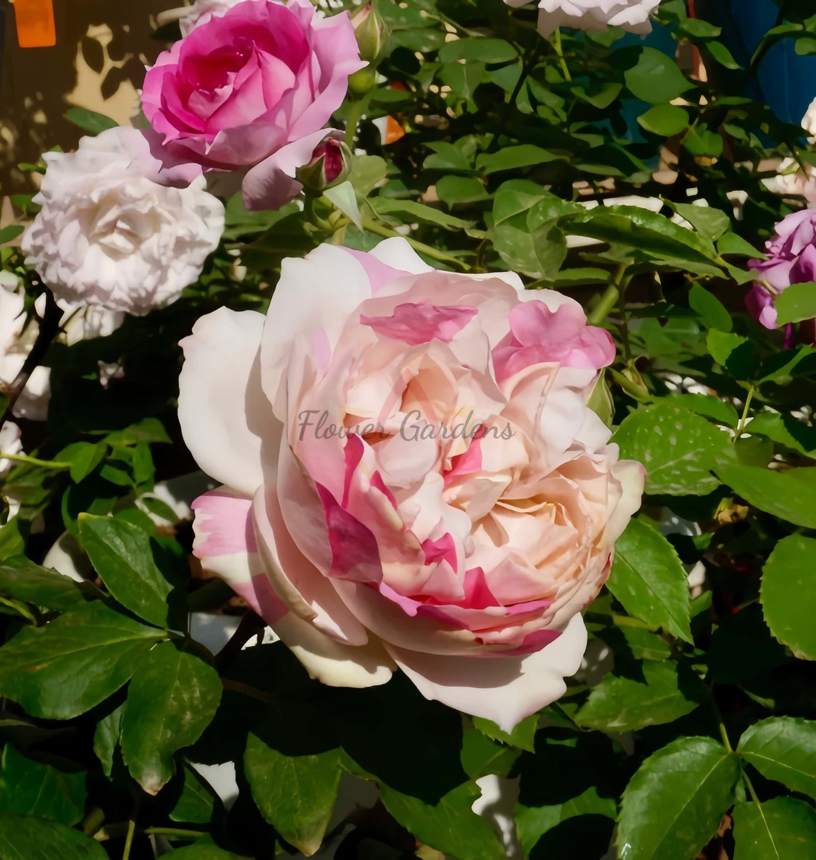 Marble Parfait Rose plant丨Flower Gardens