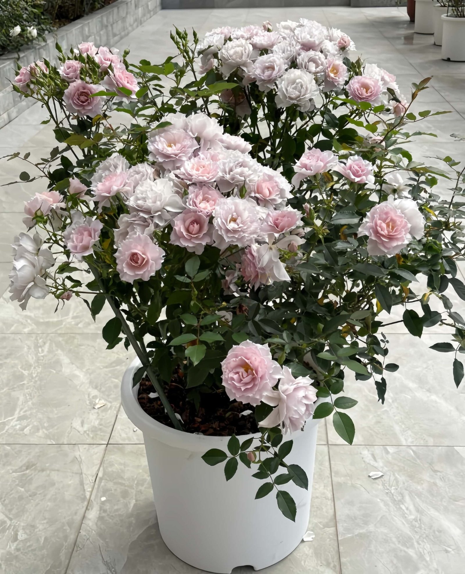 Mengxingluo Rose丨Flower Gardens