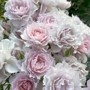 Mengxingluo Rose for sale丨Flower Gardens