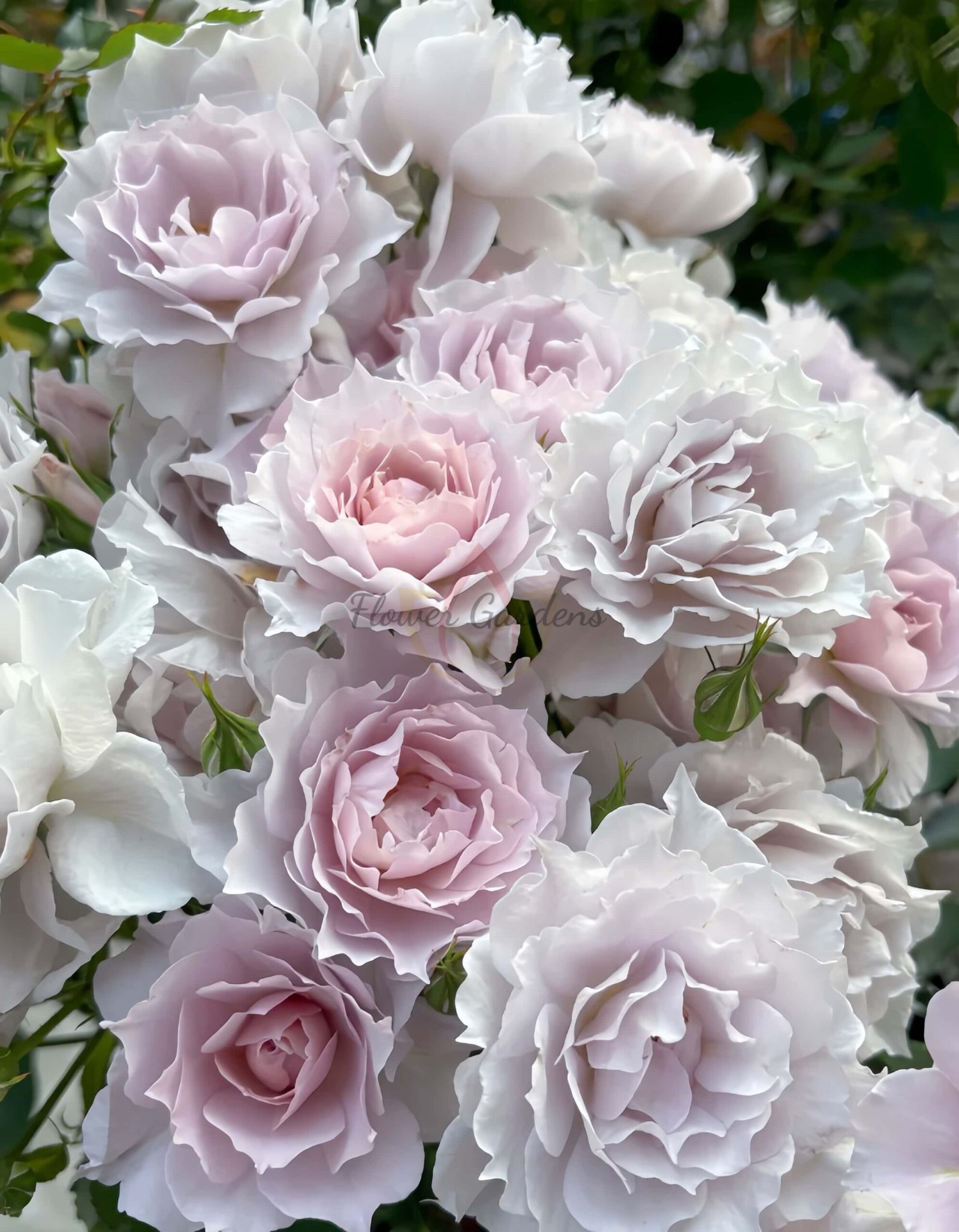 Mengxingluo Rose for sale丨Flower Gardens