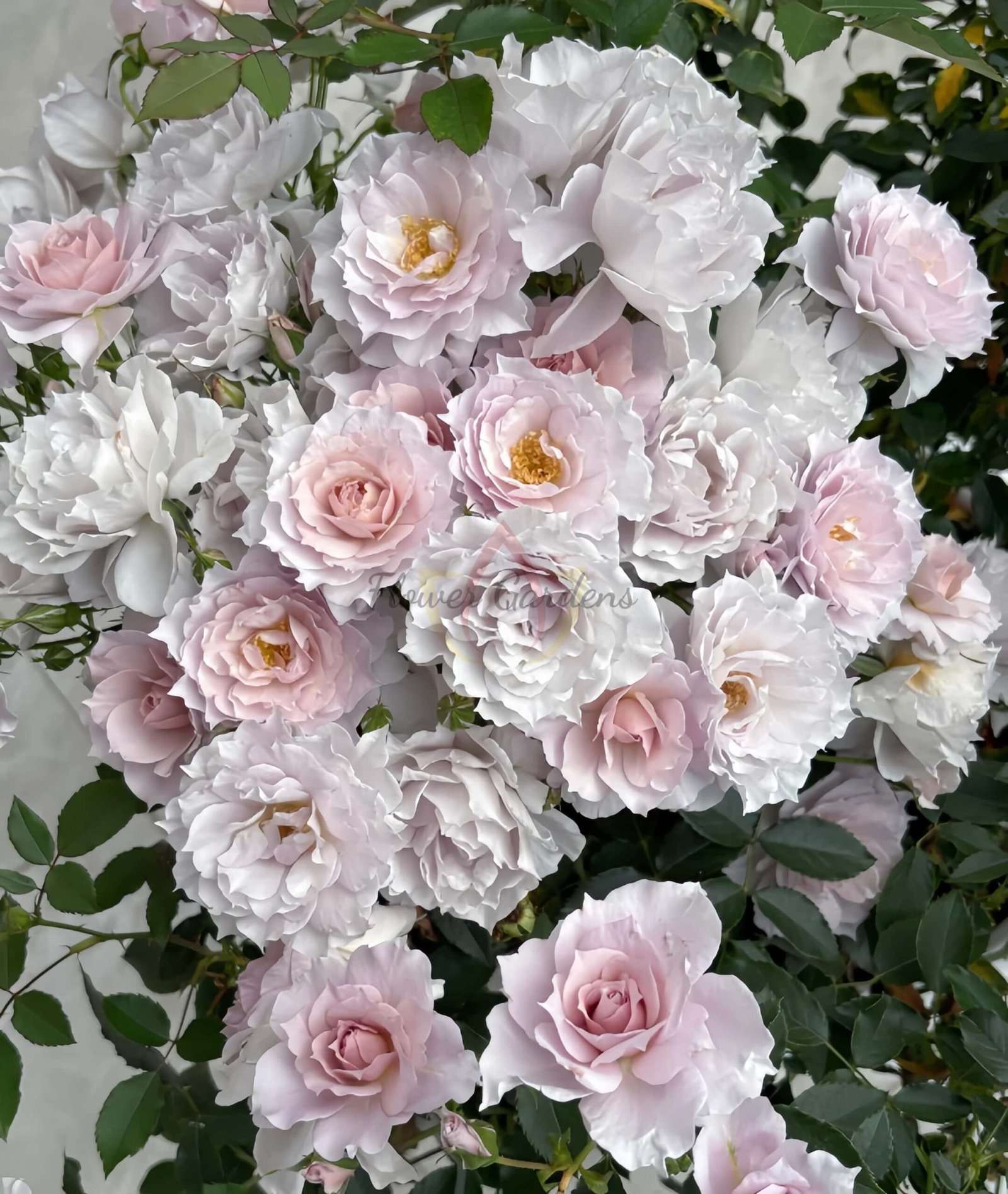 Mengxingluo Rose丨Flower Gardens