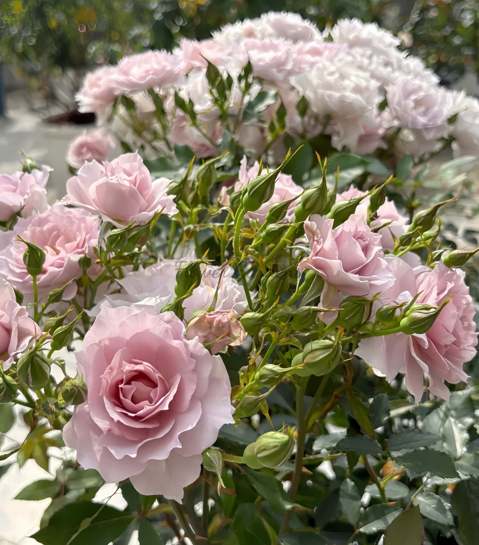 Mengxingluo Rose plant丨Flower Gardens