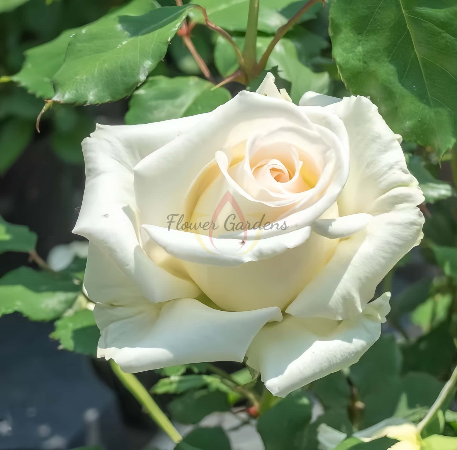 Mrs.Foley-Hobbs Rose丨Flower Gardens