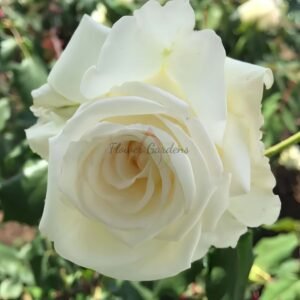 Mrs.Foley-Hobbs Rose for sale丨Flower Gardens