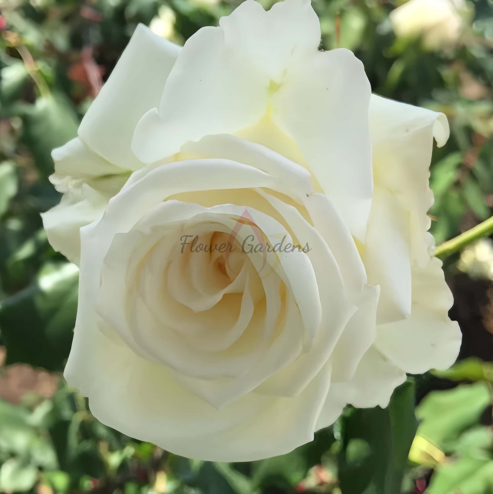 Mrs.Foley-Hobbs Rose for sale丨Flower Gardens