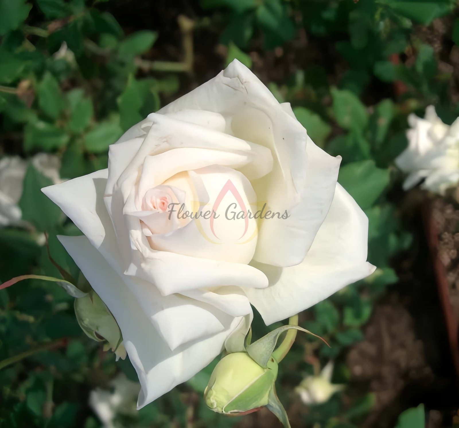 Mrs.Foley-Hobbs Rose丨Flower Gardens