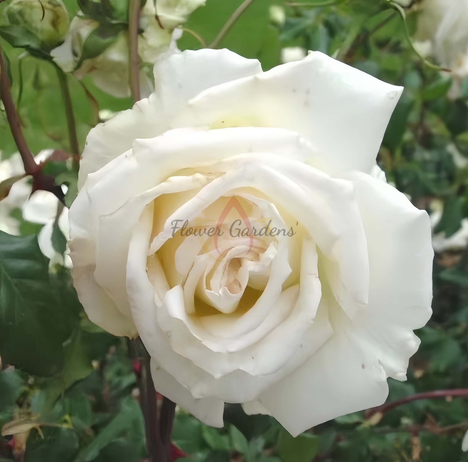Mrs.Foley-Hobbs Rose plant丨Flower Gardens