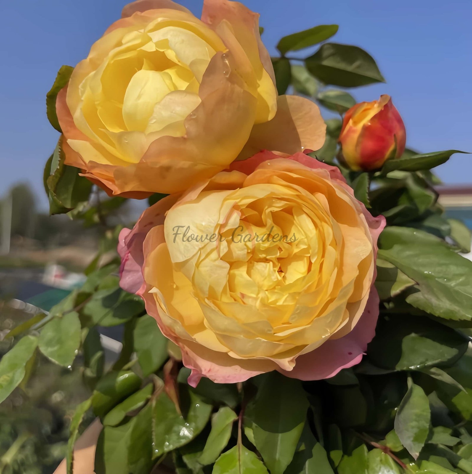 Orange Face Rose for sale丨Flower Gardens