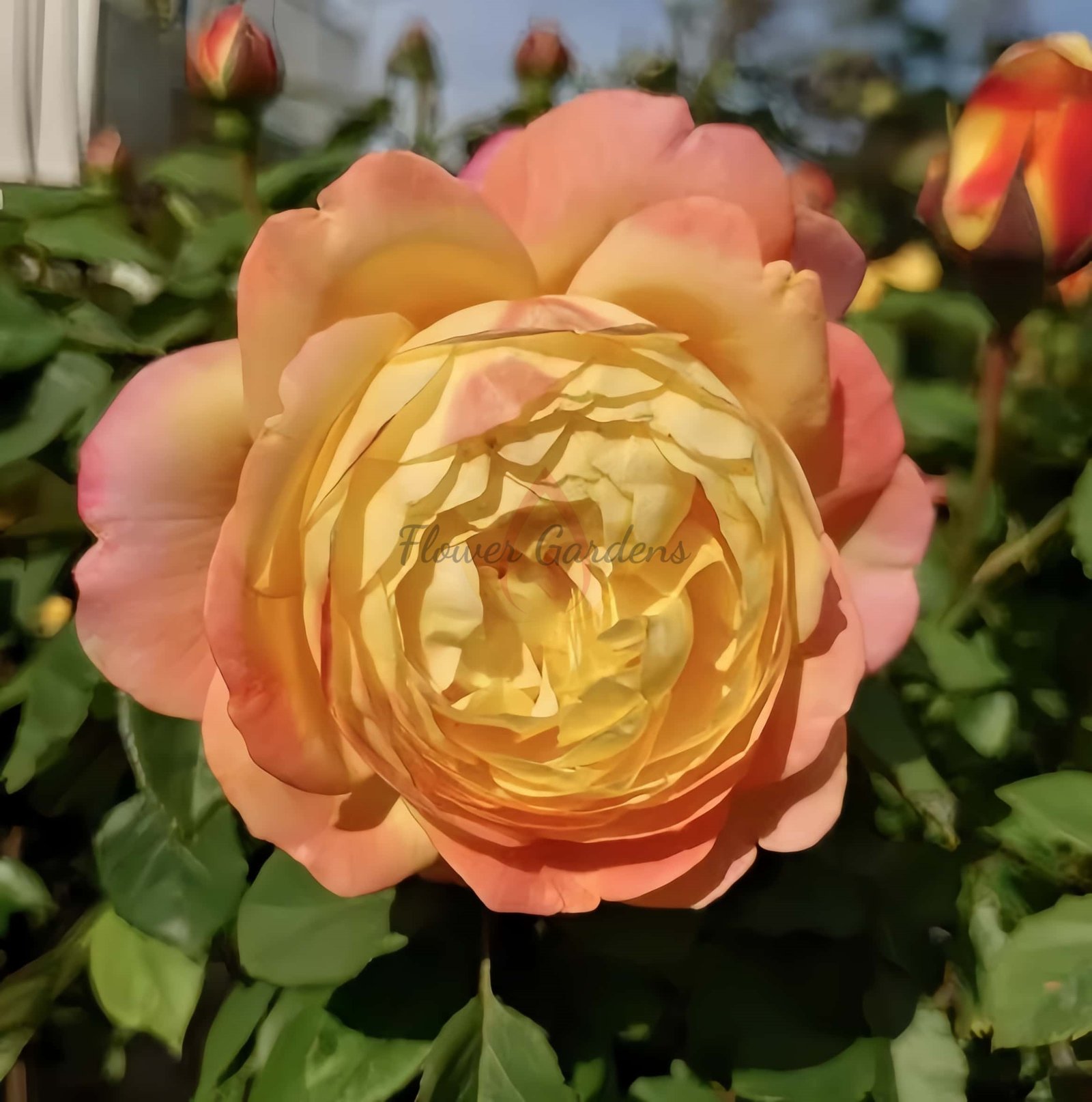 Orange Face Rose丨Flower Gardens