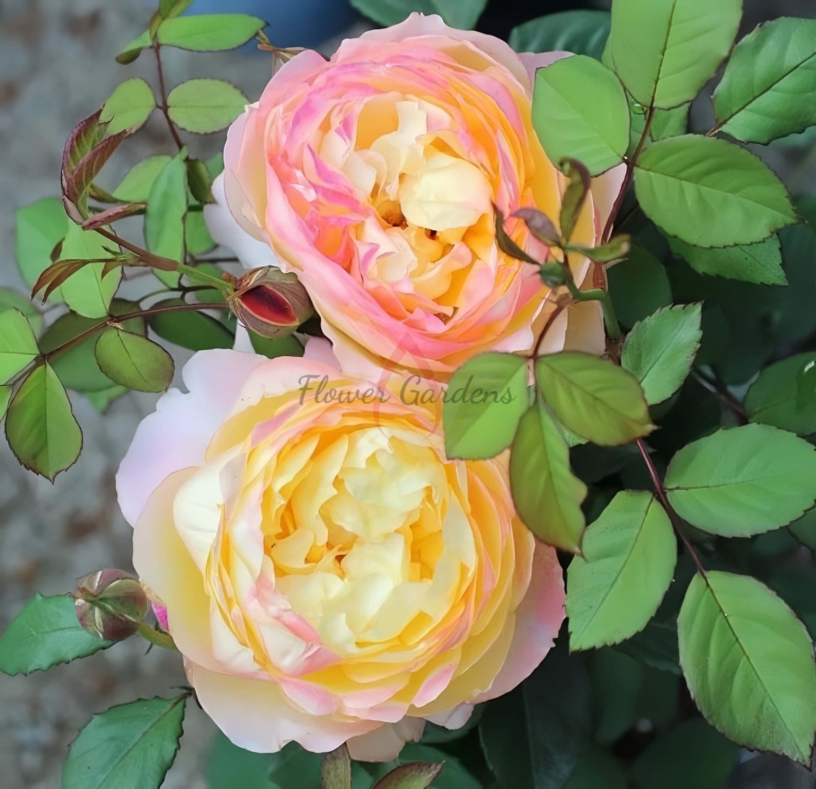 Orange Face Rose丨Flower Gardens