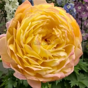 Orange Face Rose plant丨Flower Gardens
