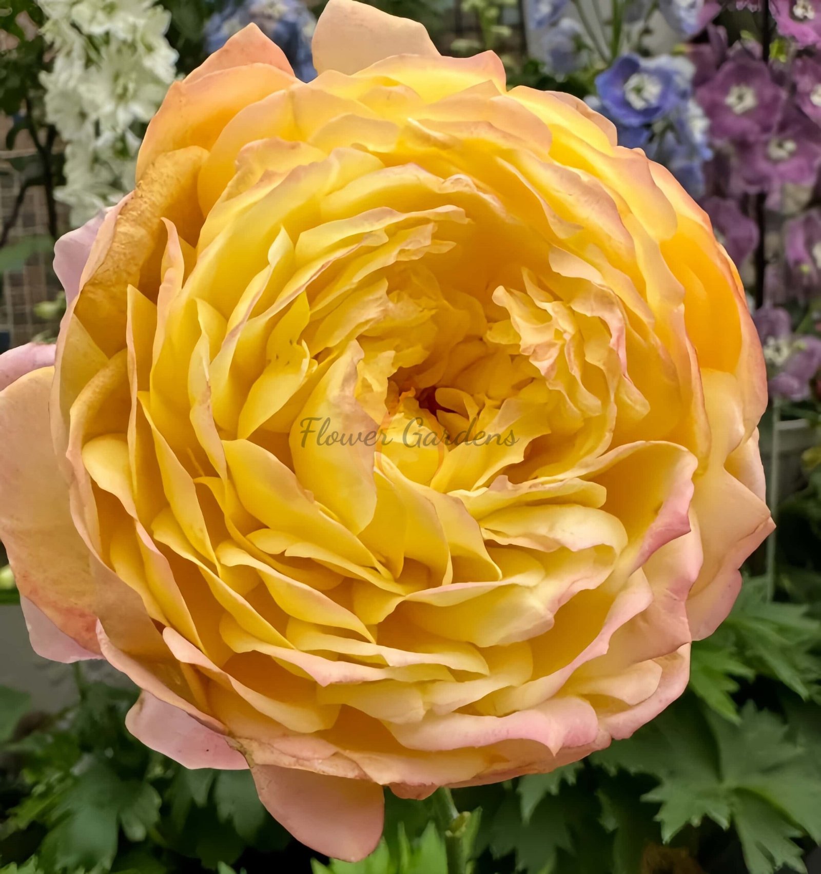 Orange Face Rose plant丨Flower Gardens
