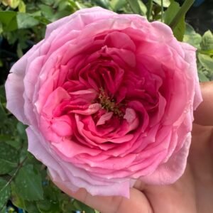 Arome Divin Rose丨Flower Gardens