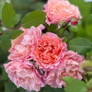 Enfant de CorAll Rose丨Flower Gardens