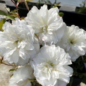 Etoile blanc Rose丨Flower Gardens