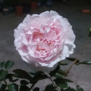 FAlryde Parfum Rose丨Flower Gardens