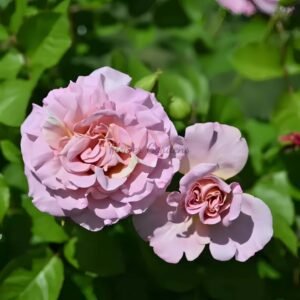 Frize Rose plant丨Flower Gardens