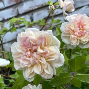 Jaune Desprez Rose for sale丨Flower Gardens