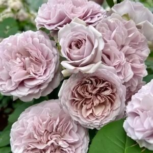 Le soir Rose丨Flower Gardens