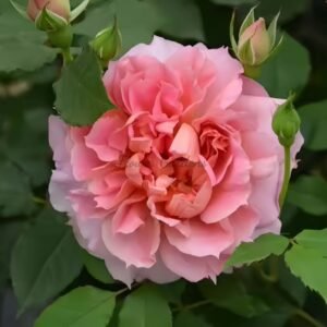 Moonlight Sonata Rose for sale丨Flower Gardens