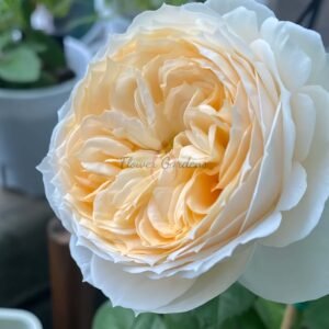 Pride and Prejudice Rose丨Flower Gardens