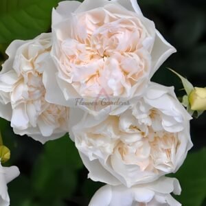 Queen of the Elves Rose plant丨Flower Gardens