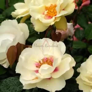 Stella Luce Rose for sale丨Flower Gardens