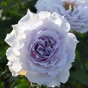 Undine Rose丨Flower Gardens