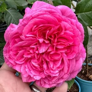 Yves rosette Rose丨Flower Gardens
