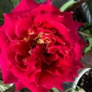 pyr Rose丨Flower Gardens